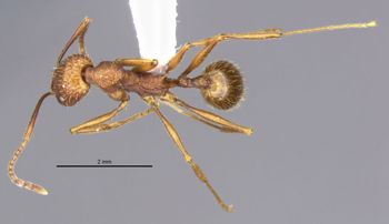 Media type: image;   Entomology 34927 Aspect: habitus dorsal view